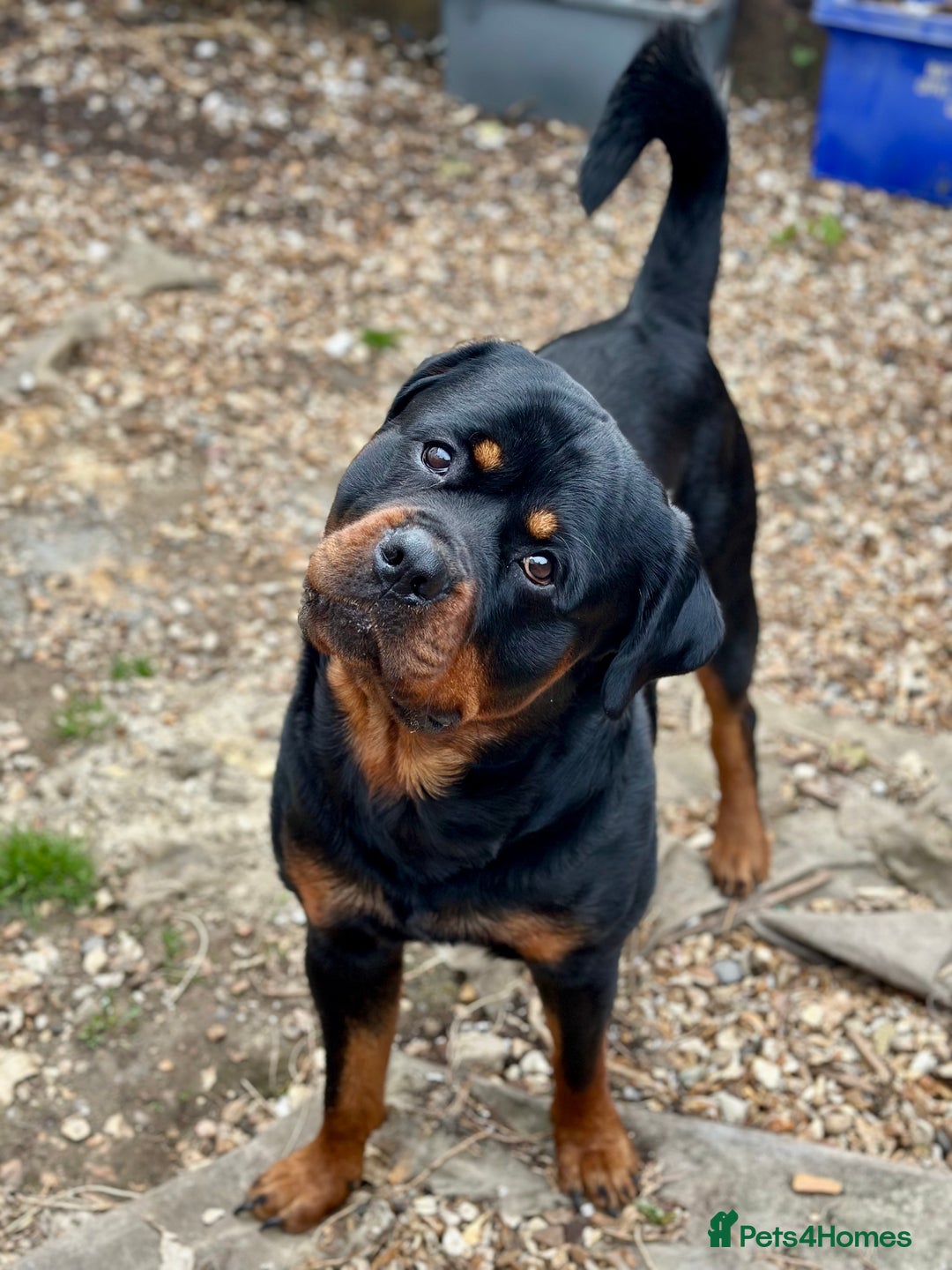 Rottweiler dogs for stud: Rottweiler Dog for Stud - Image 4