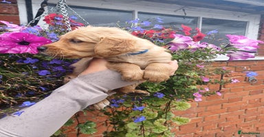 Golden Retriever dogs - Advert 1