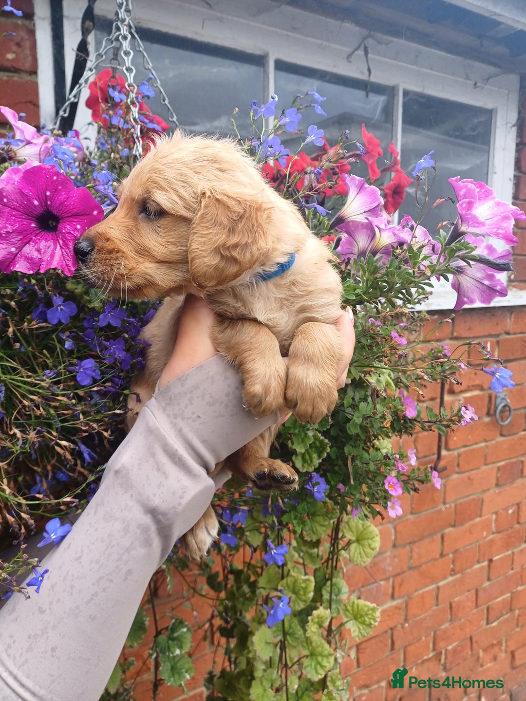 Golden Retriever dogs for sale: Heath tested parents kc reg 5 star licenced  - Image 2