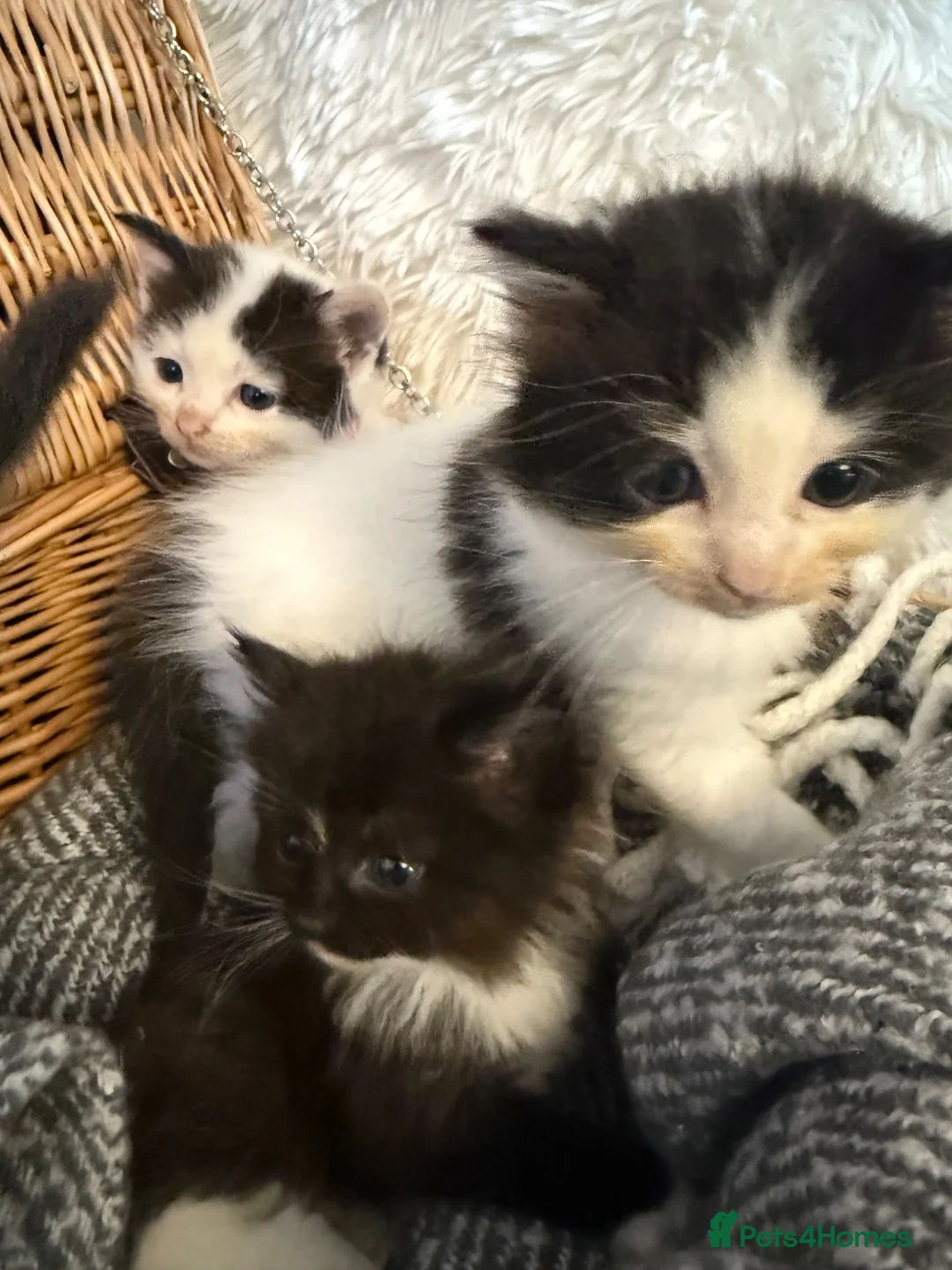 Ragdoll cats for sale: Ragdoll mix shorthair  - Advert 2