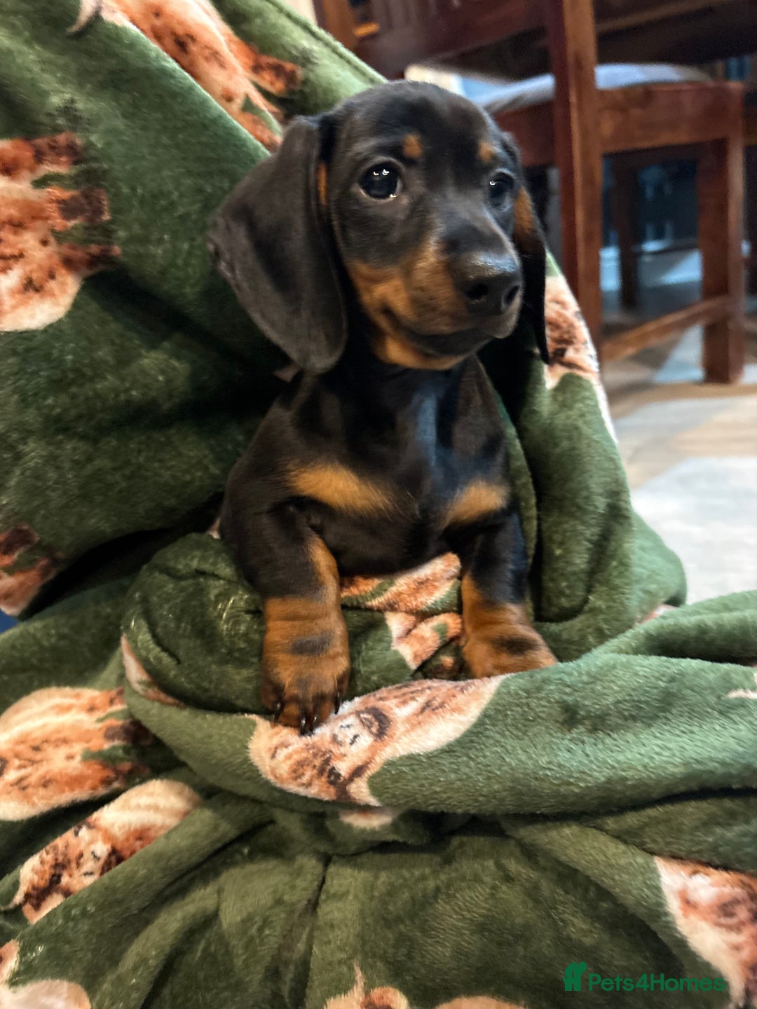Dachshund dogs for sale: 5 stunning Dachshund puppies - Image 17