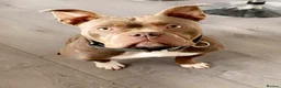 American Bully dogs for sale: Last pocket bully’s ready to leave today  - Advert 6