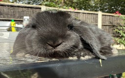 Mini Lop rabbits for sale: 2 stunning young does  - Image 6