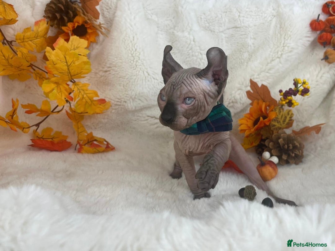 Sphynx cats for sale: 7 adorable Sphynx  looking for their forever home - Image 27