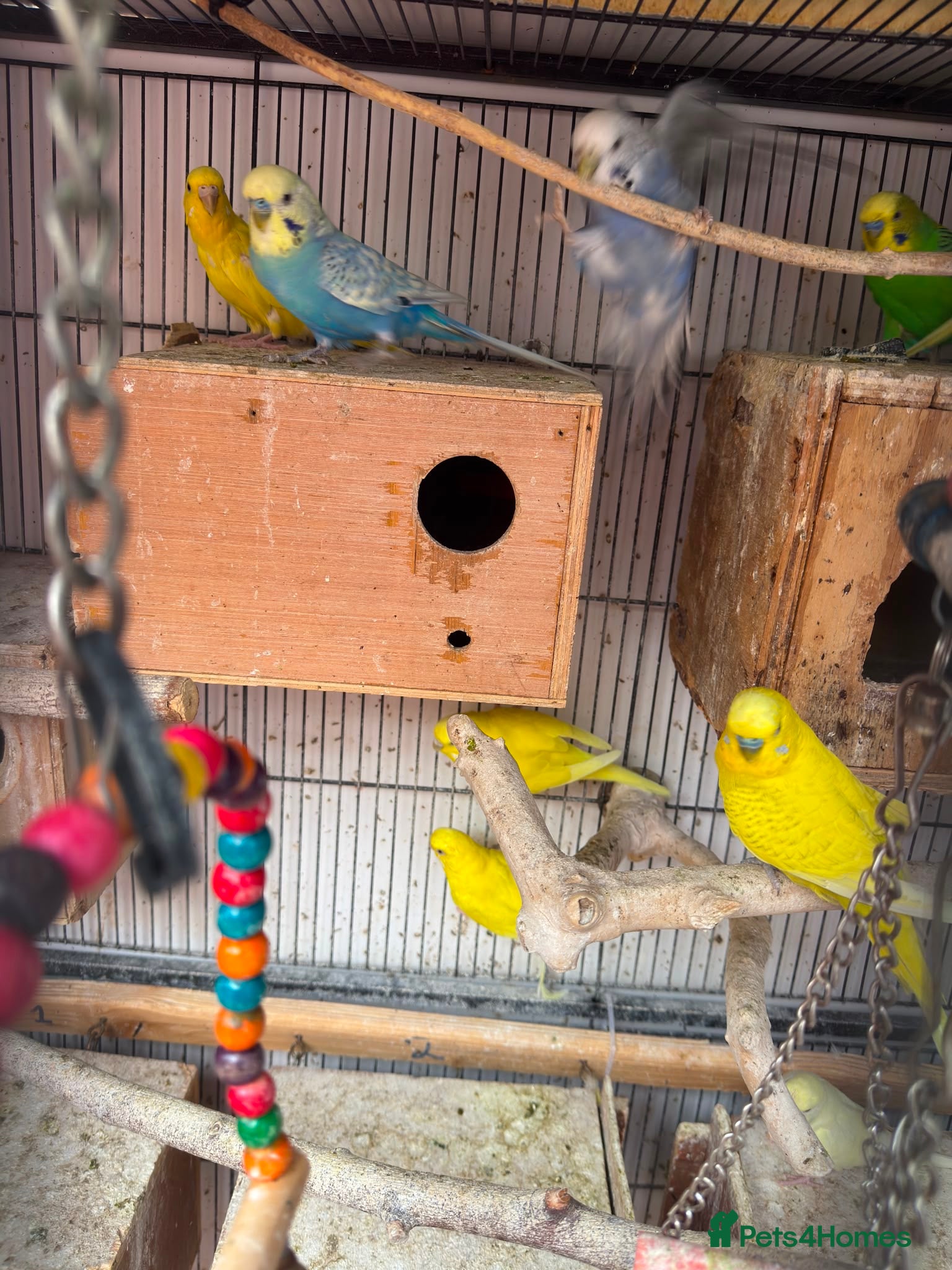 Budgerigars birds Budgies breeding pair  - Advert 2