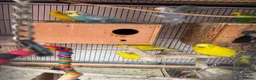 Budgerigars birds for sale: Budgies breeding pair  - Advert 2