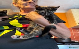 Mixed Breed cats for sale: A BOY AND A GIRL, READY NOW  - Image 16