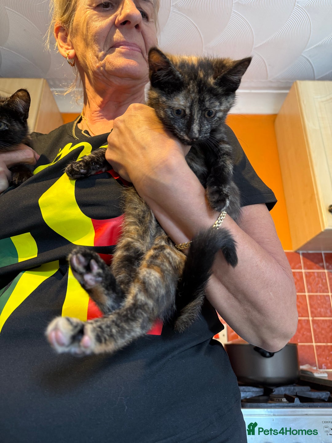 Mixed Breed cats for sale: A BOY AND A GIRL, READY NOW  - Image 16