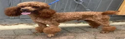 Cockapoo dogs for sale: Red cockapoo puppies  - Advert 22