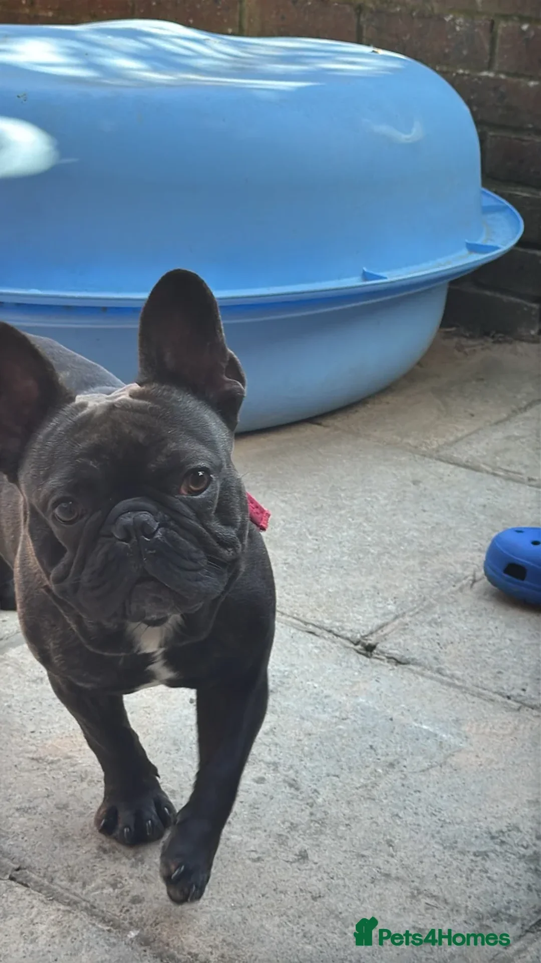 French Bulldog dogs for sale: 2 year old French Bulldog  - Advert 5