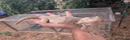 Bearded Dragon reptiles for sale: Proven adult bearded dragons ( read advert) - Advert 7