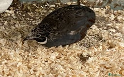 Quail poultry for sale: X25 Button Quail for sale  - Image 5