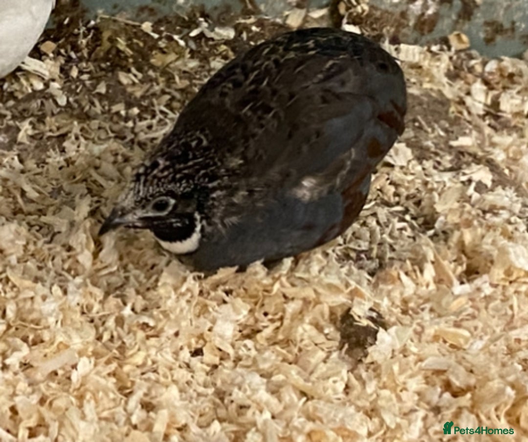 Quail poultry for sale: X25 Button Quail for sale  - Image 5