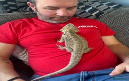 Bearded Dragon reptiles for sale: 1yo bearded dragon  - Image 8