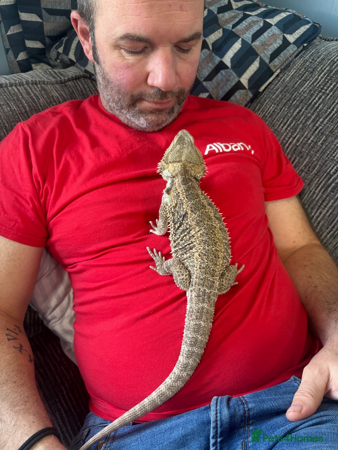 Bearded Dragon reptiles for sale: 1yo bearded dragon  - Image 8