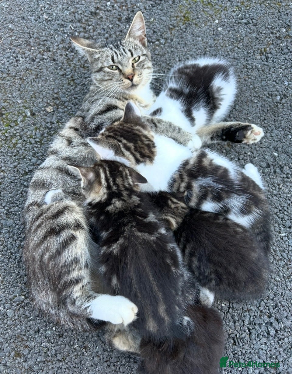 Mixed Breed cats Kittens  - Advert 1