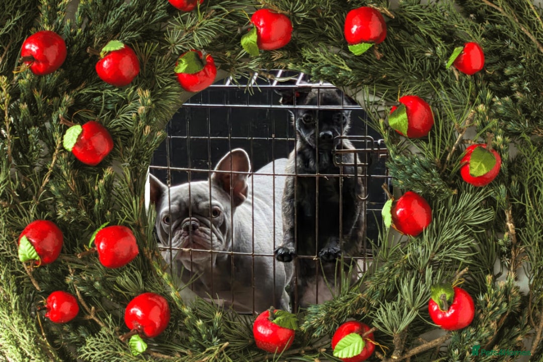 French Bulldog dogs for sale: ❤️⭐️  Adorable Frenchie poms ❤️⭐️ ONLY 3 LEFT ⭐️ - Advert 29