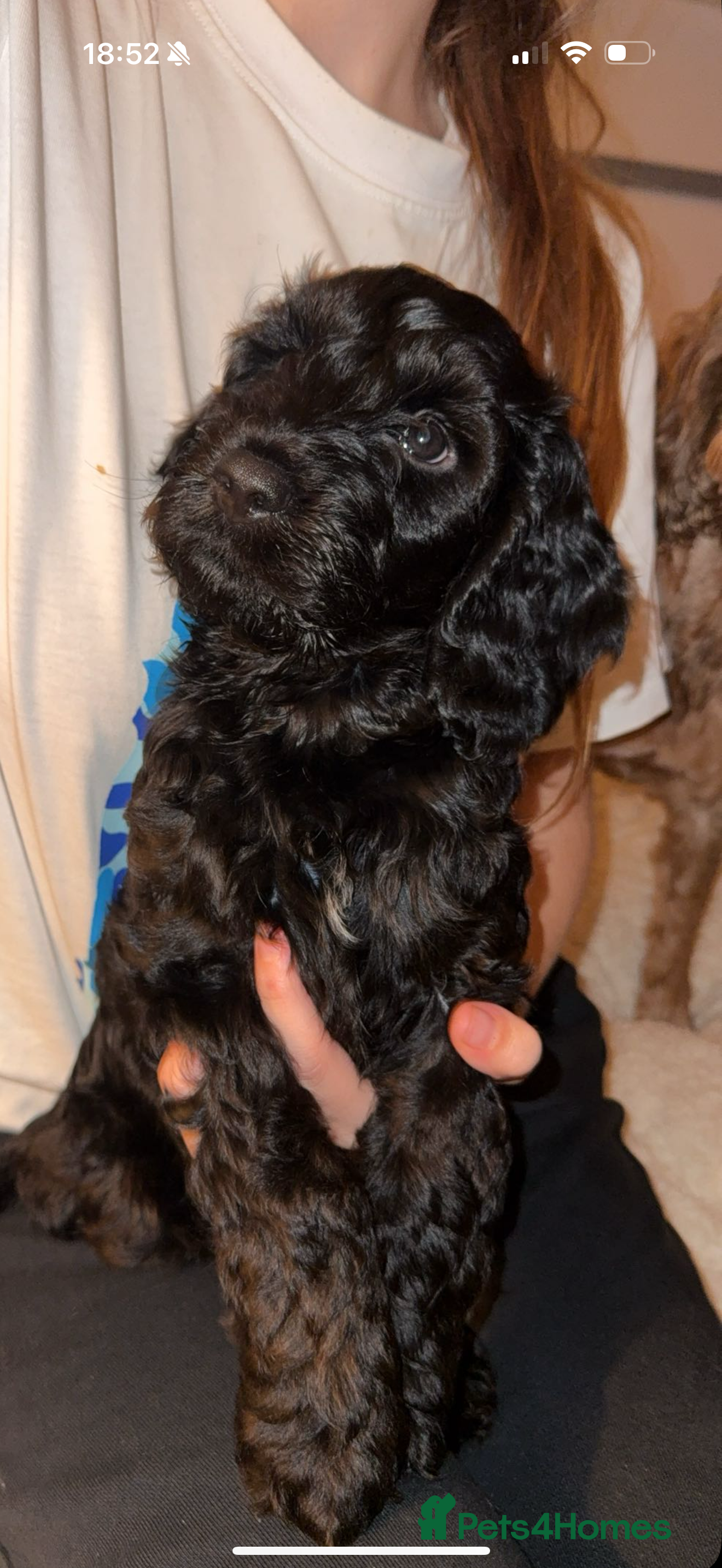 Cockapoo dogs F2 cockapoo for sale (black male left)  - Advert 15