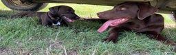 Labrador Retriever dogs for stud: Proven Fully Health Tested Working Chocolate Lab in Daventry - Advert 8