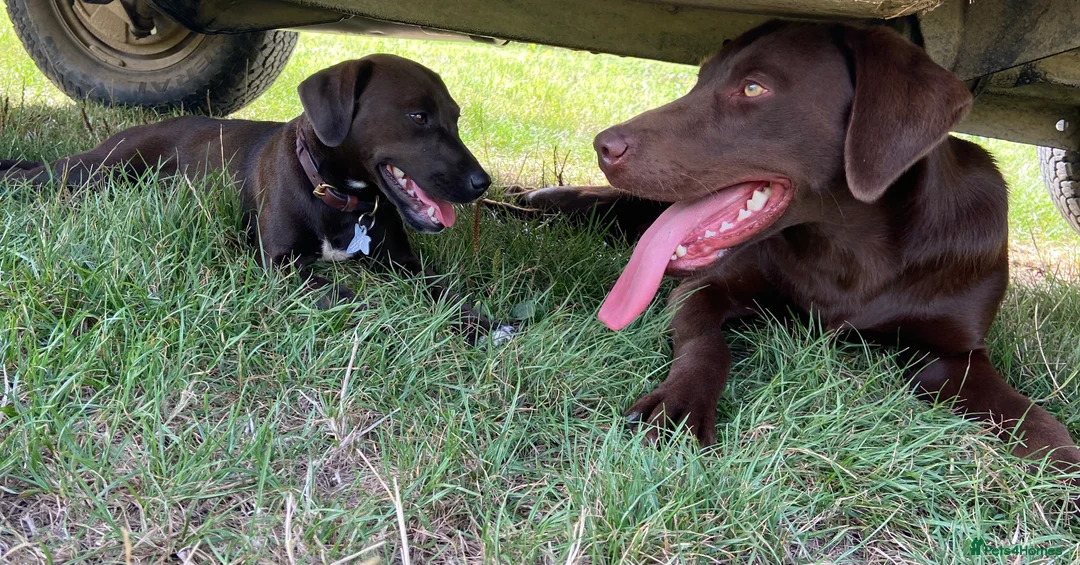 Labrador Retriever dogs for stud: Proven Fully Health Tested Working Chocolate Lab in Daventry - Advert 8