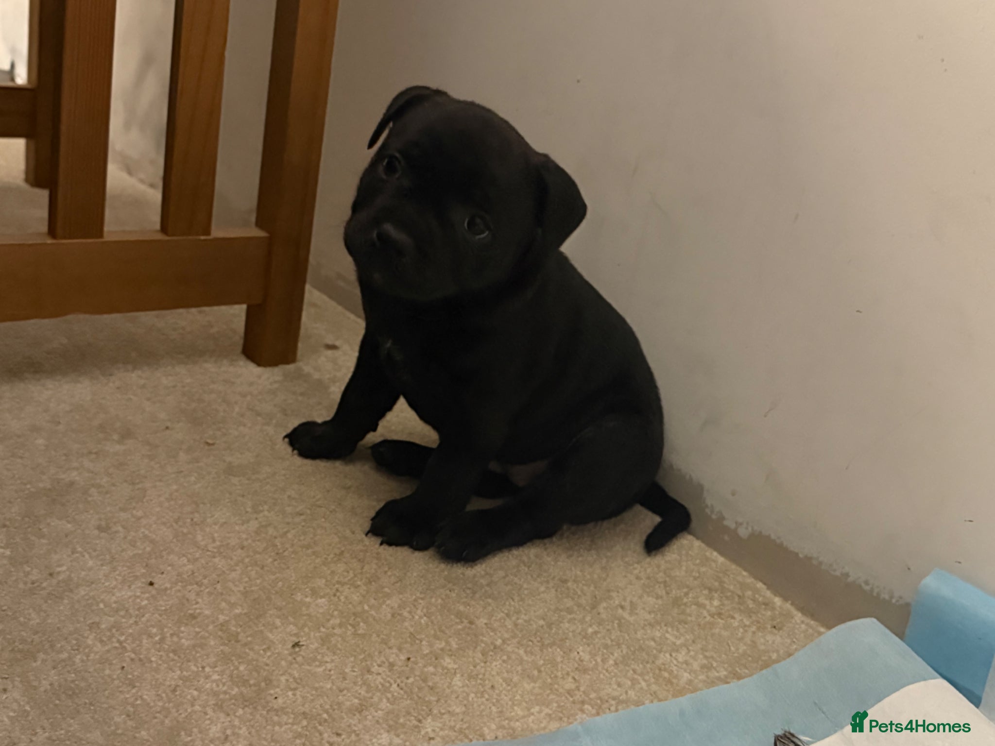 Staffordshire Bull Terrier dogs Pedigree Staffordshire bull terrier pups  - Advert 12