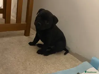 Staffordshire Bull Terrier dogs Pedigree Staffordshire bull terrier pups - Advert 12