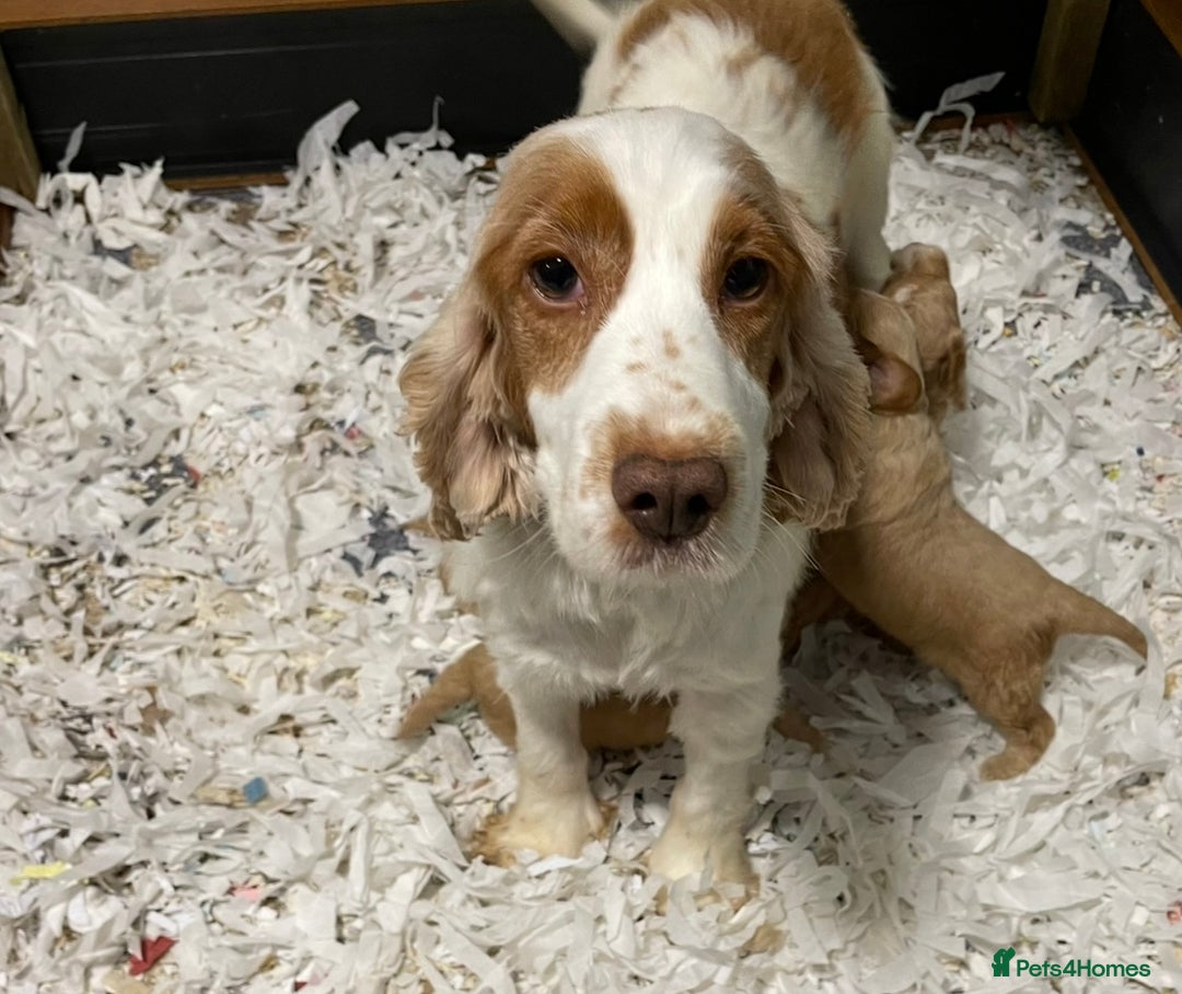 Cockapoo dogs for sale: Health Tested parents Cockapoo puppies - Image 8