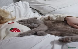 Scottish Fold cats for sale: 4 year old male Scottish fold  - Advert 5