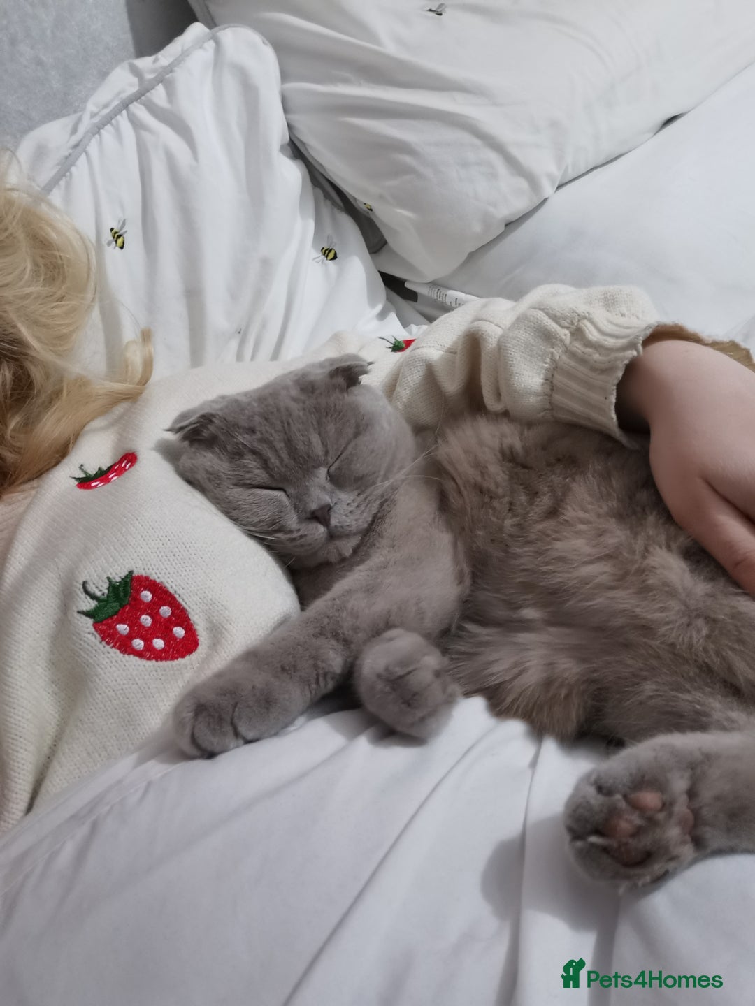 Scottish Fold cats for sale: 4 year old male Scottish fold  - Advert 5