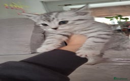 British Shorthair cats for sale: 2 males lovely cats  - Image 10
