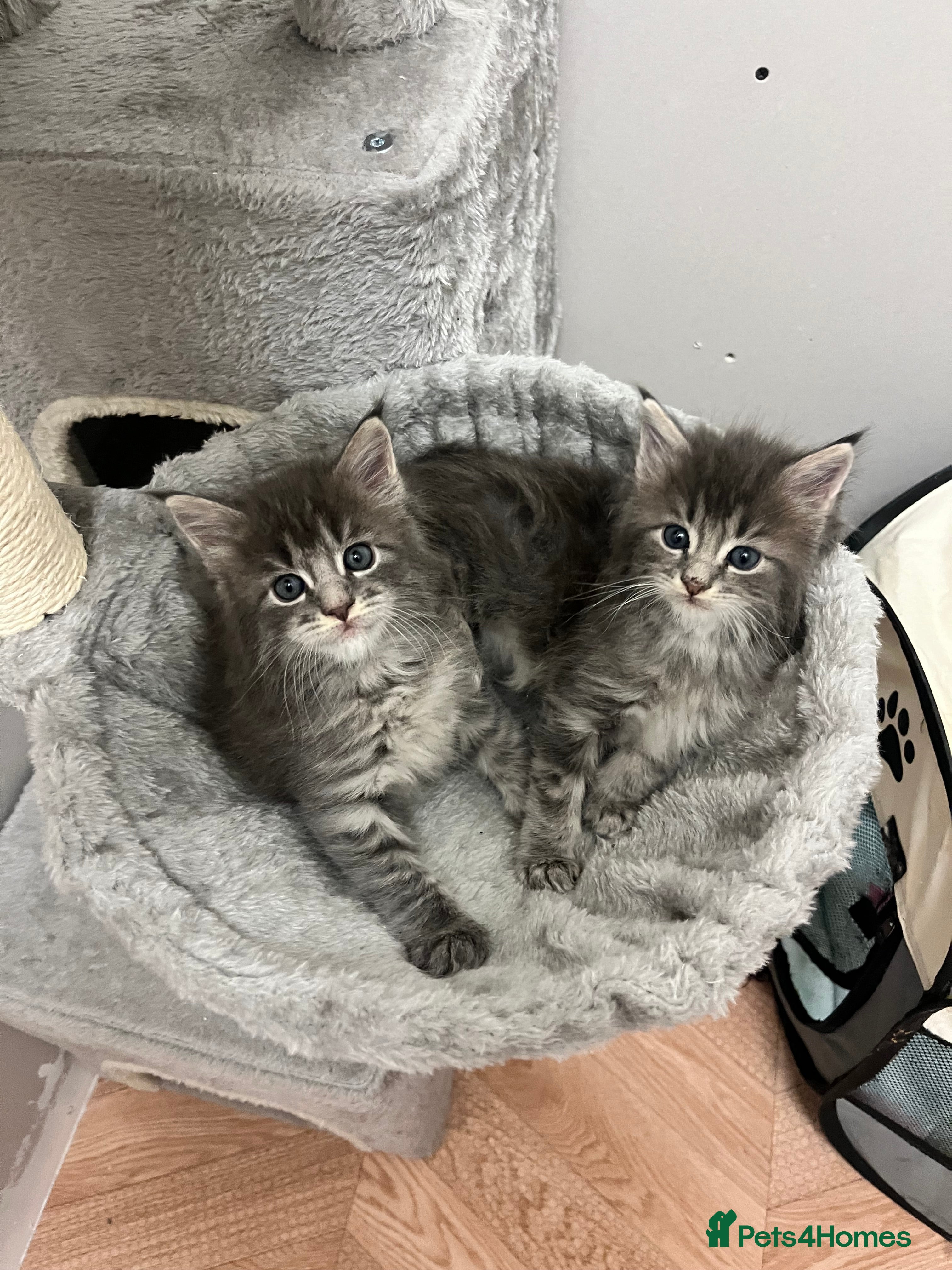 Maine Coon cats Blue tabby boys  - Advert 1