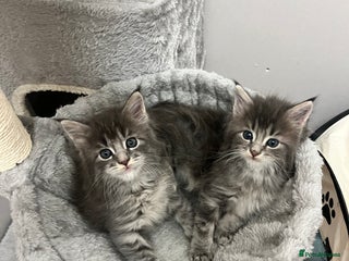 Maine Coon cats Blue tabby boys - Advert 1