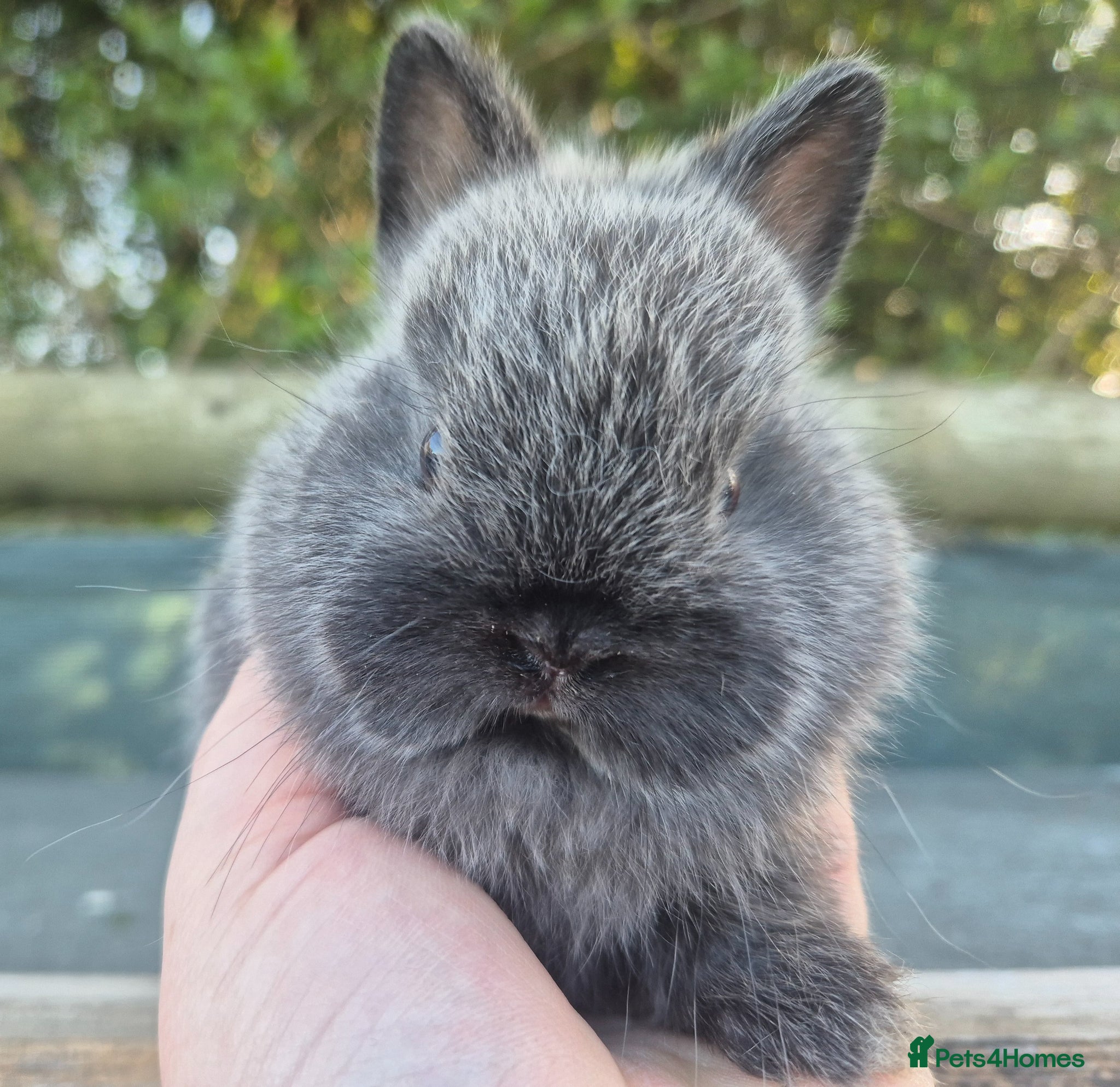 Netherland Dwarf rabbits 🧡 Gorgeous netherland dwarf babies 🧡 - Advert 1