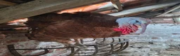 Turkeys poultry for sale: Bourbon turkey chicks for sale  - Advert 2