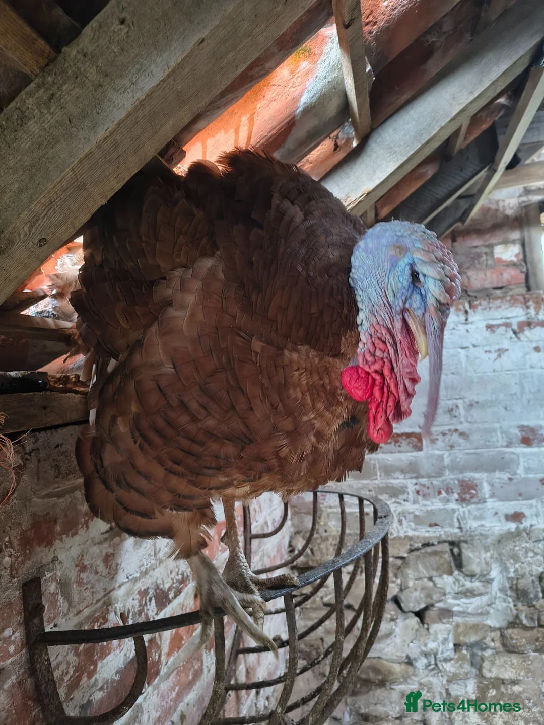 Turkeys poultry for sale: Bourbon turkey chicks for sale  - Advert 2