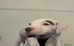 Mixed Breed dogs for sale: American bull dogs cross staffy - Image 1