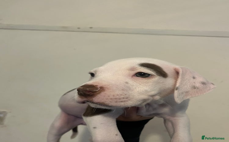 Mixed Breed dogs - Advert 1