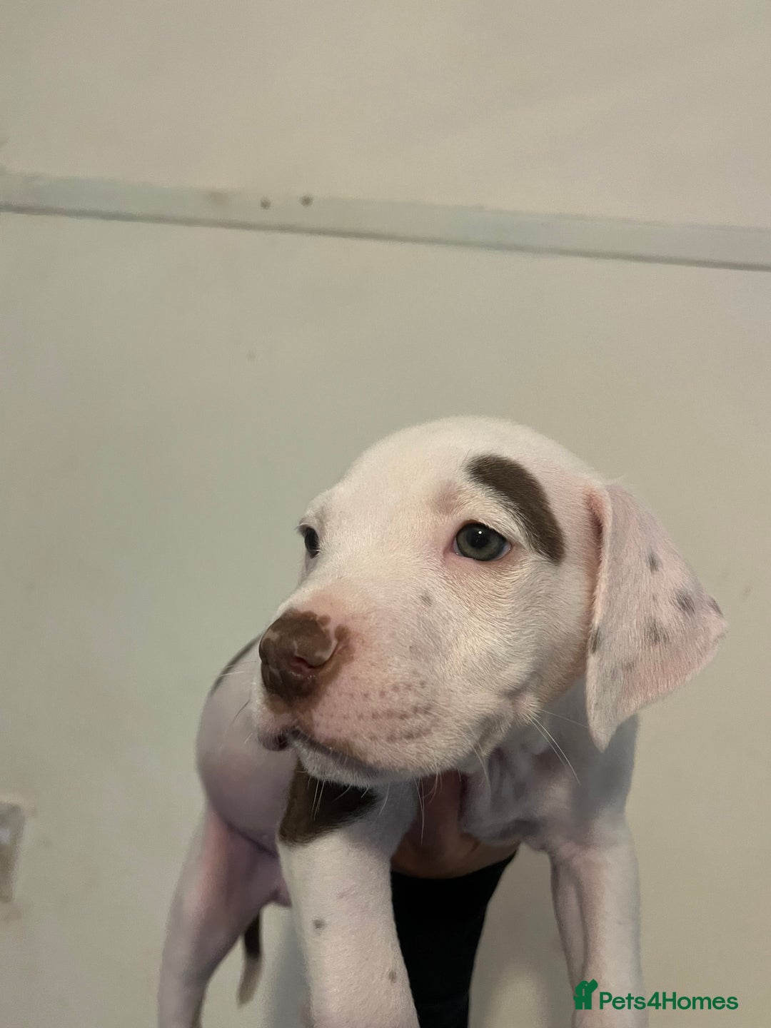 Mixed Breed dogs for sale: American bull dogs cross staffy - Image 1
