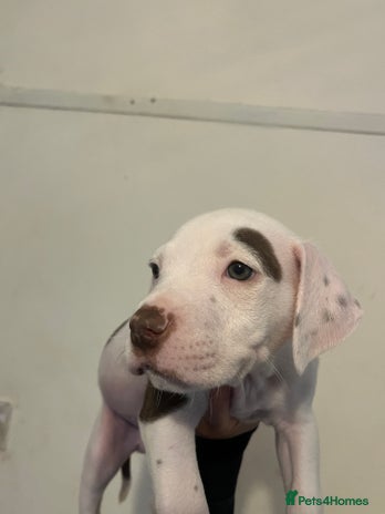 Mixed Breed dogs - Advert 7