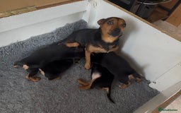 Jack Russell dogs for sale: Beautiful Jack Russell pups - Image 8