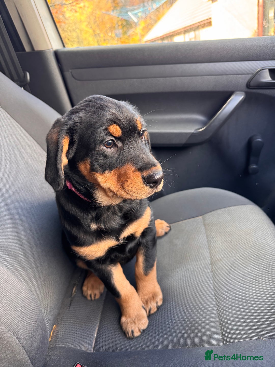 Mixed Breed dogs for sale: Golden retriever X huntaway - Image 1