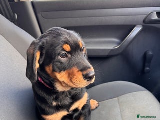 Mixed Breed dogs for sale - Advert 1