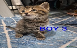 Mixed Breed cats for sale: kittens - Image 18
