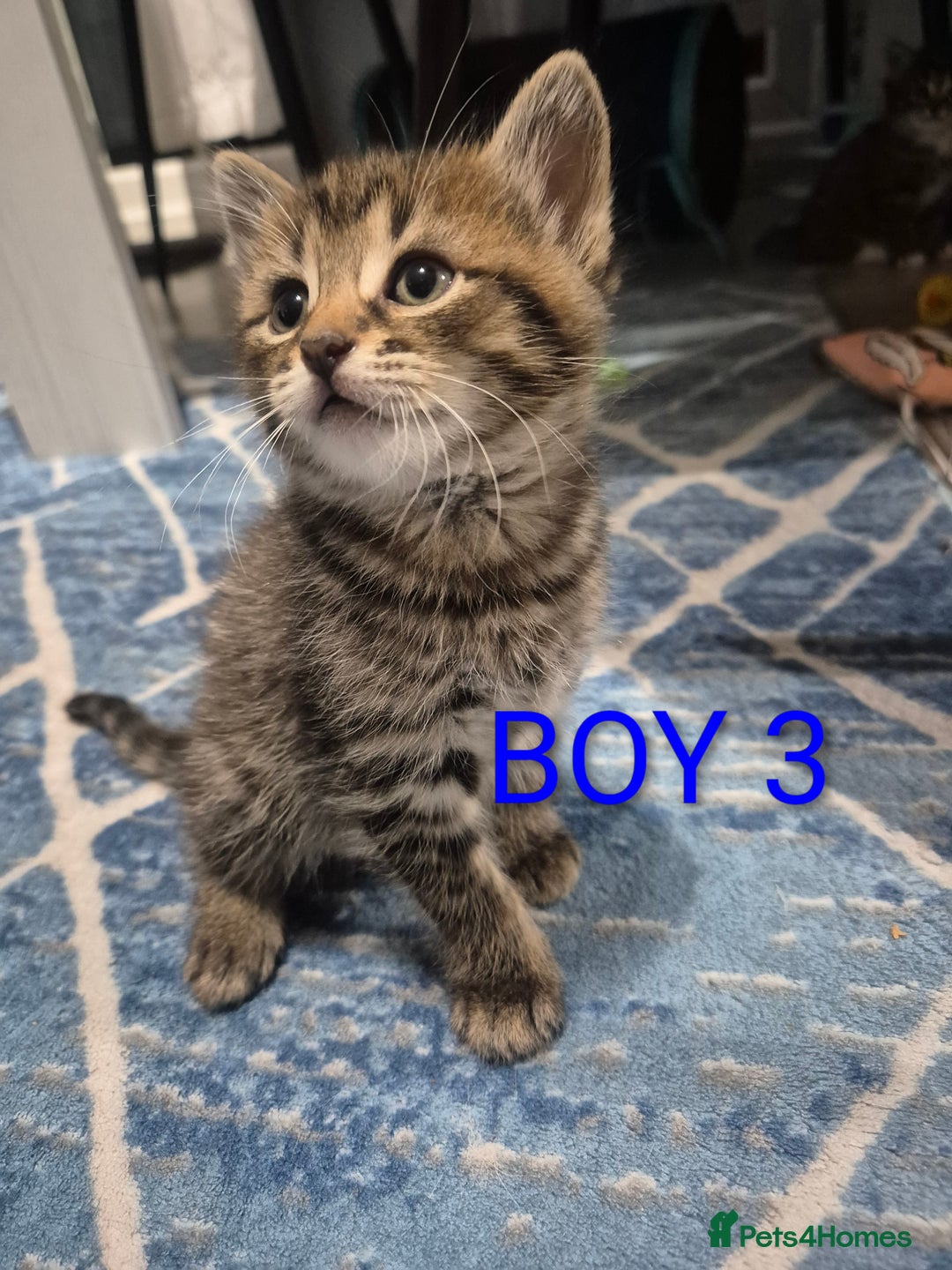 Mixed Breed cats for sale: kittens - Image 18