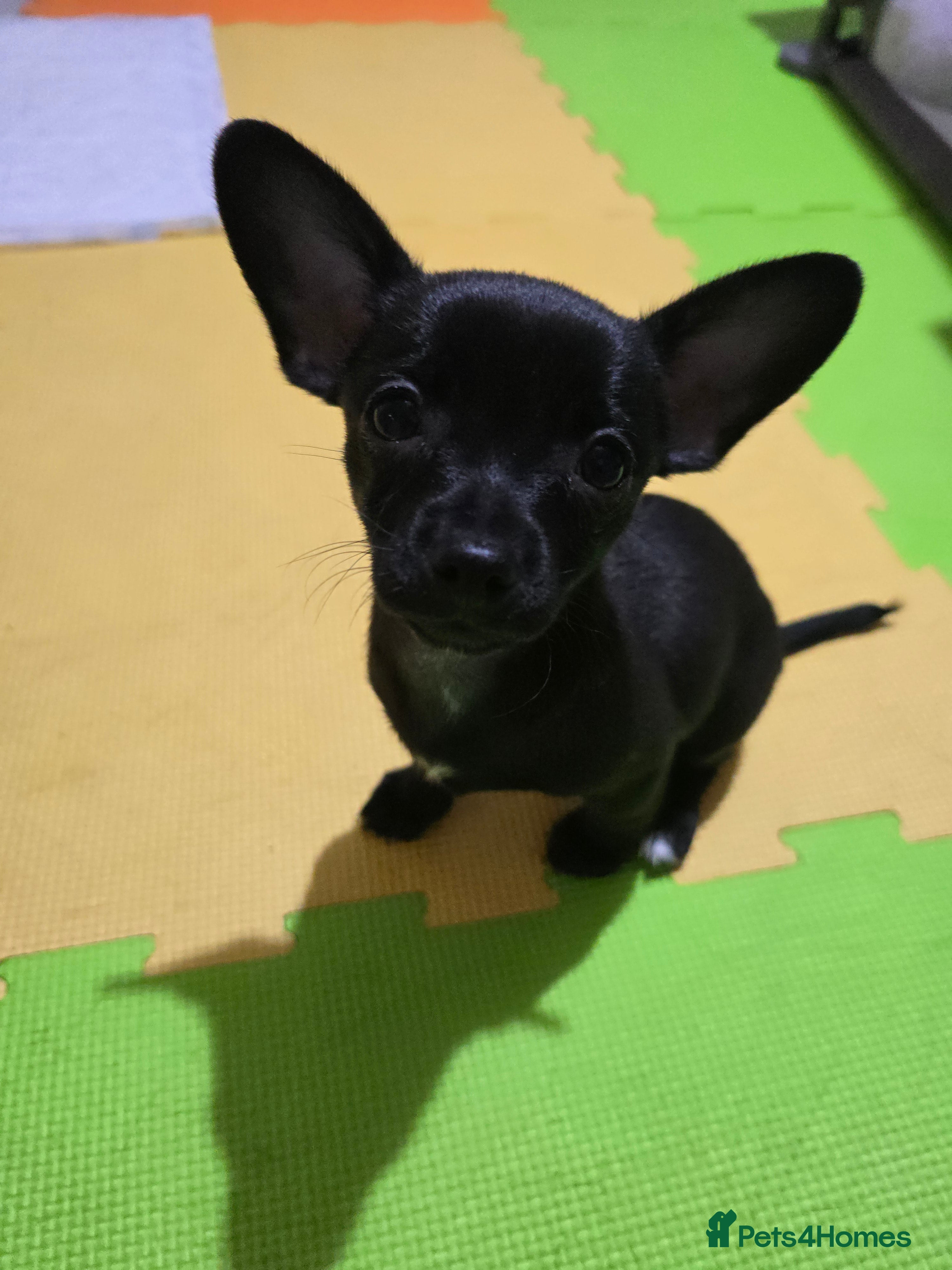 Chihuahua dogs Beautifull Chihuahua Puppies - Advert 3