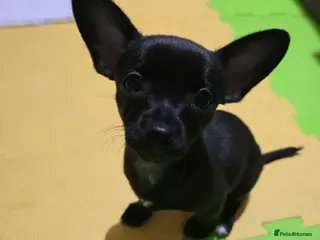 Chihuahua dogs Beautifull Chihuahua Puppies - Advert 3