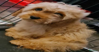 Cavapoo dogs - Advert 1
