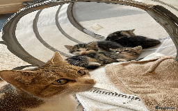 Mixed Breed cats for sale: Beautiful mixed tabby kittens - Image 5