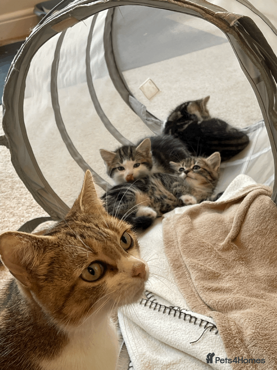 Mixed Breed cats for sale: Beautiful mixed tabby kittens - Image 5