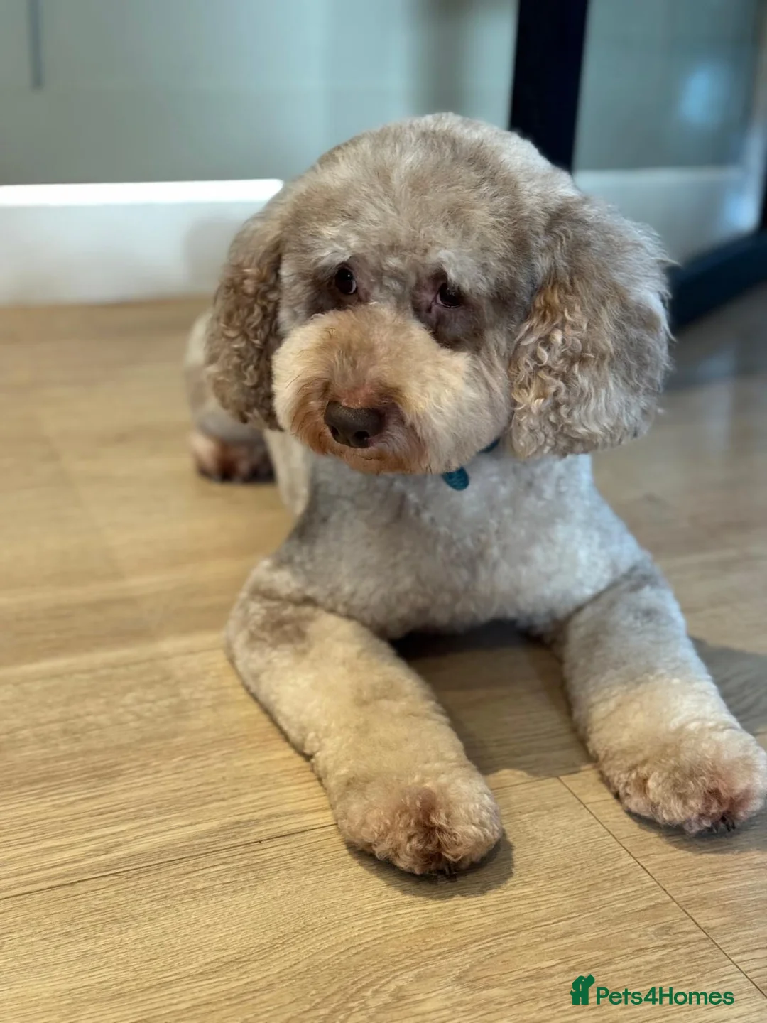 Cockapoo dogs for sale: Ready to go Stunning F1b Merle cockapoos  - Advert 11